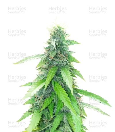 Humboldt Sour Diesel Autoflower — Humboldt Seed Company