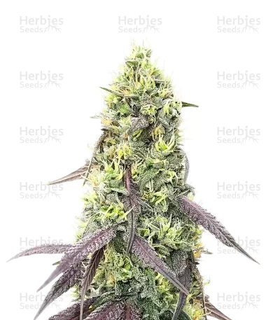 Jelly Donutz Autoflower — Humboldt Seed Company