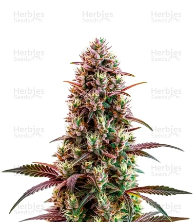 Wifi OG — World Wide Cultivars