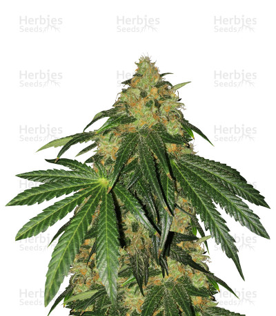 Sugar Breath — Humboldt Seeds Organization