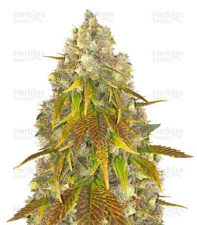 818 Headband — Cali Connection Seeds