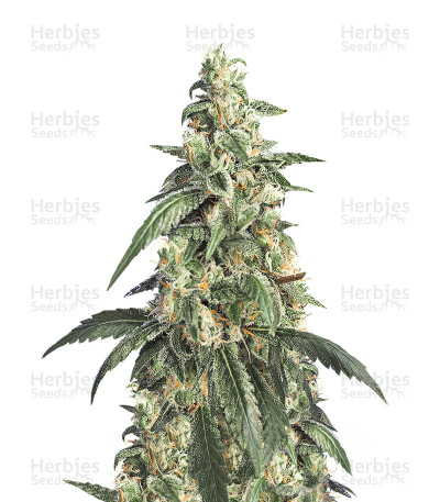 Alien Jack Motta — Hero Seeds