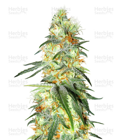 Apollo 11 — Brothers Grimm Seeds