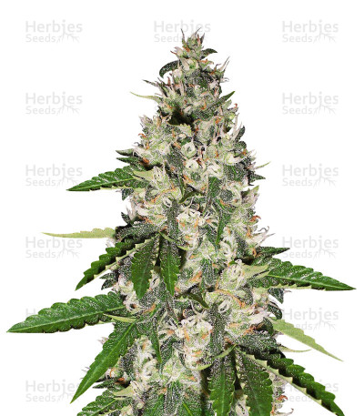 Black Gum — Original Sensible Seeds