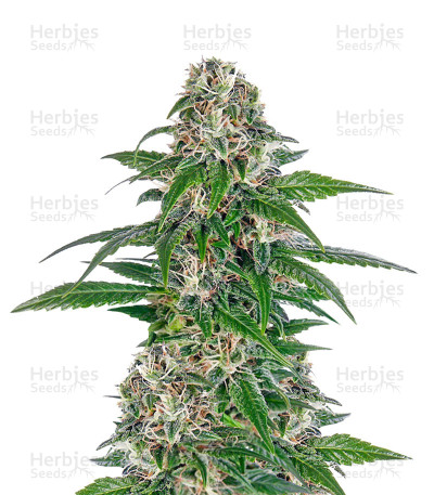 Early Skunk Automatic — Sensi Seeds