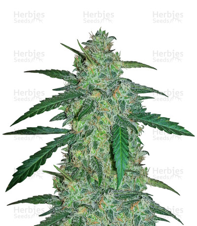 Early Skunk Haze