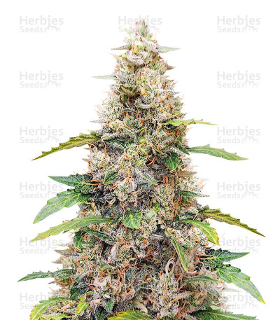 Amnesia Haze Autoflower — Herbies Seeds
