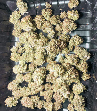Gelato Auto Feminized Seeds From Herbies — Herbies Seeds