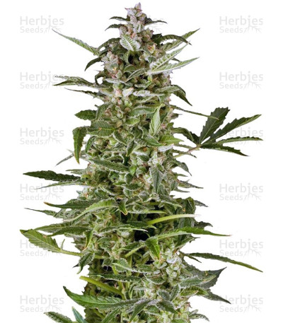 PolarLight #3 Auto
