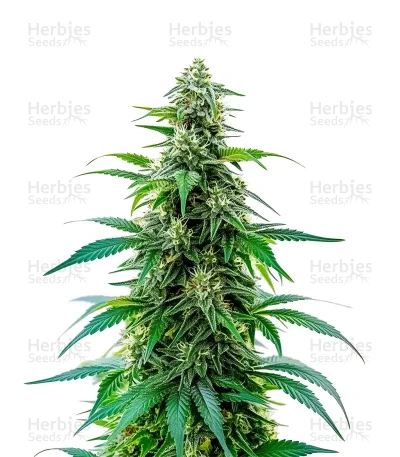 Acapulco Gold Auto