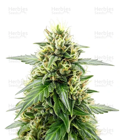 Melonade Runtz Auto