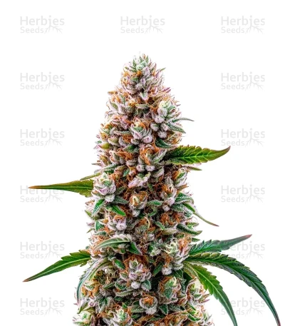 Reeze McFlurry — World Wide Cultivars