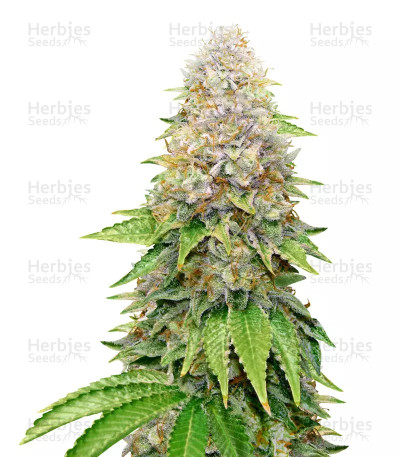 White OG
