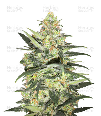 Amnesia Auto — Kera Seeds
