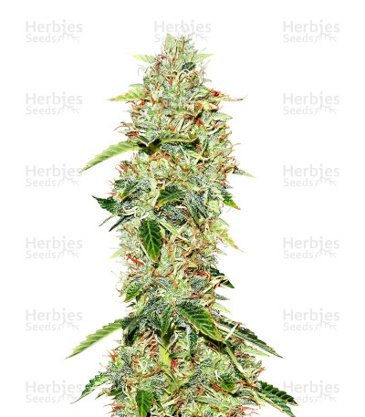 Bakers Delight — DNA Genetics