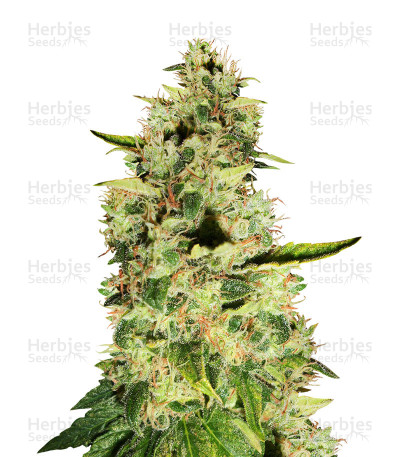 Burmese Kush