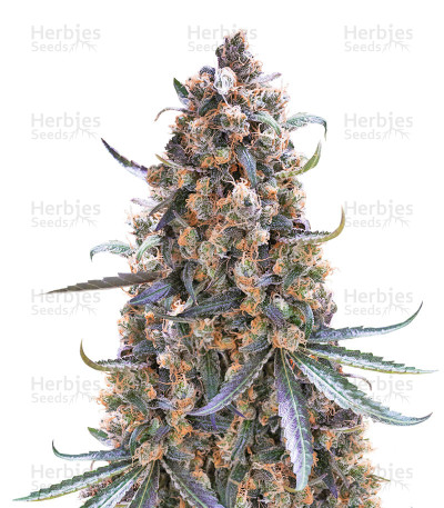 Fast Flowering Green Crack — Humboldt Seeds Organization
