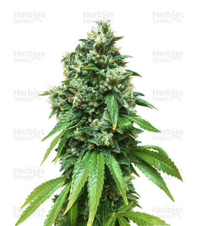 Sour Ryder ASB Giant Auto