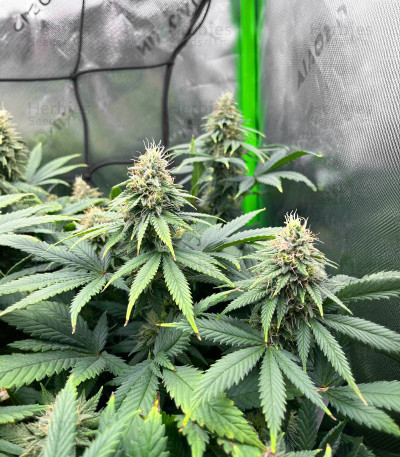 Somango — Herbies Seeds