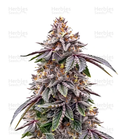 GMO Cookies — Barney's Farm