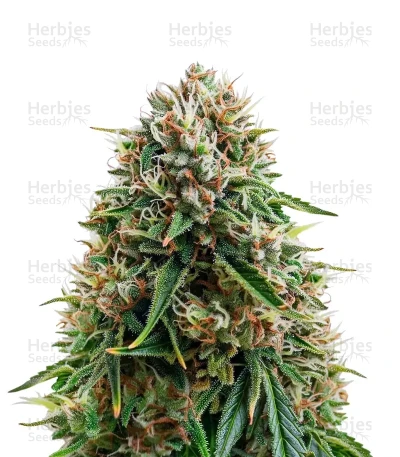 Headlights Kush