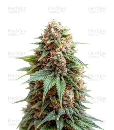White Russian — Growers Choice