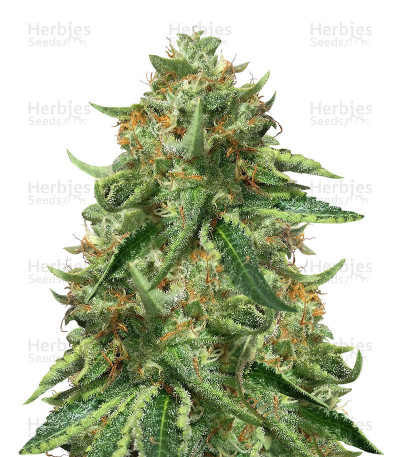 Black Ghost OG — Original Sensible Seeds