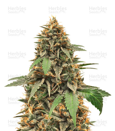 Candy Dawg Autoflower — Seedstockers