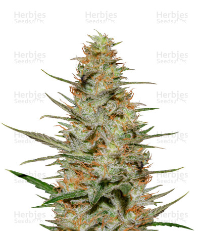 Purple Paralysis — Cream of the Crop Seeds