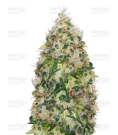 Sour Ripper