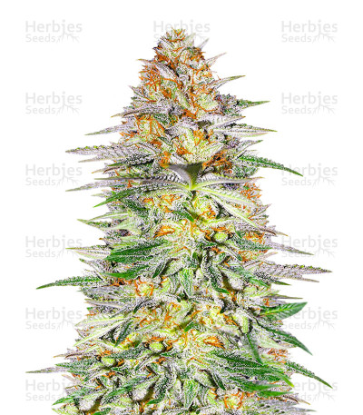 Alpha 21 — AlphaFem Seeds