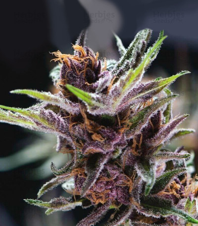 Buy Black Cherry Punch feminized seeds by Pyramid Seeds - Herbies