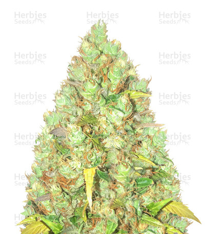 Critical XXL — Herbies Seeds
