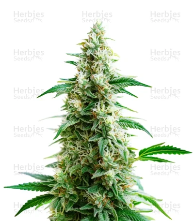 Goji OG — World Wide Cultivars