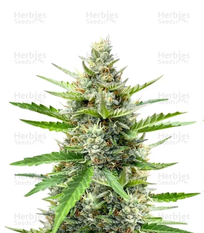 Humboldt Dream Autoflower — Humboldt Seed Company