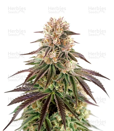 Kong's Krush — Green House Seeds