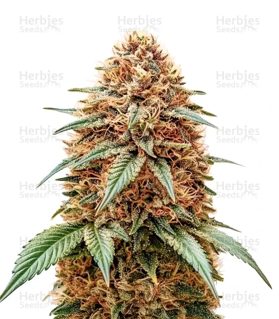 Money Maker — Green House Seeds