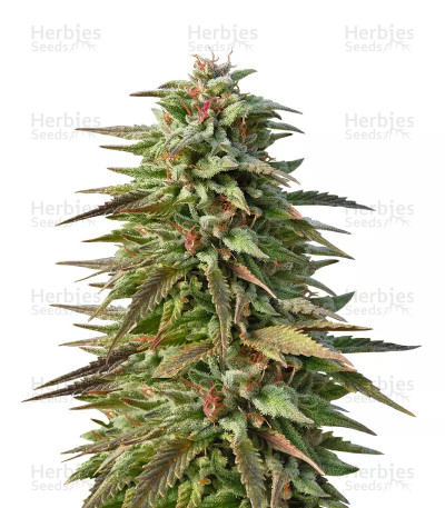 Trippy Gorilla Auto