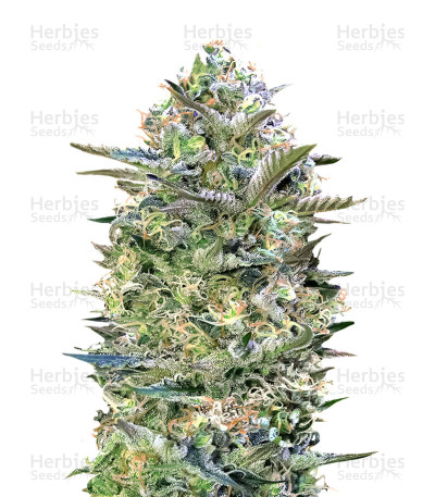 Critical Lemon