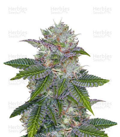 Deep Purple — TGA Subcool Seeds (SubCool’s The Dank)