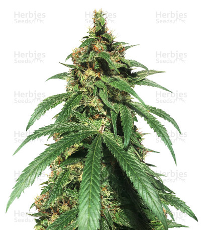 Dr. Bruce Banner CBD — Original Sensible Seeds