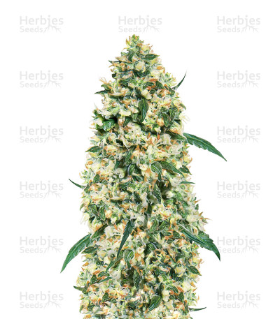 Ed Rosenthal Super Bud regular — Sensi Seeds