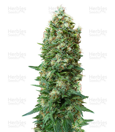 Gordo Master Kush