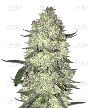Gorilla Cookies