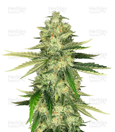 Hawaiian Snow X Wedding Cake X Gelato #33