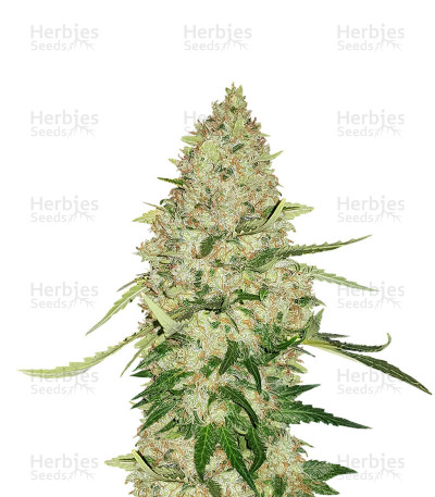Kritikal Bilbo CBD