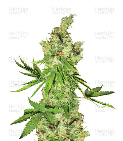 Lemon OG Kush — DNA Genetics