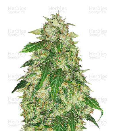 Sour Tangie