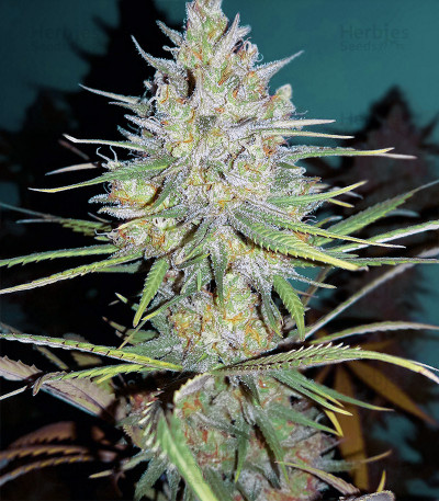 Sweet Cheese XL Auto feminized seeds for sale: information and reviews ...