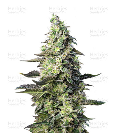 Green Poison XL Auto — Sweet Seeds